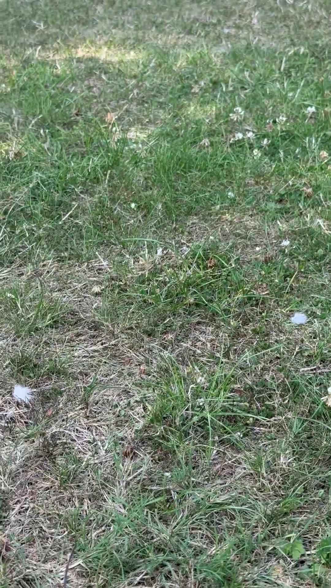 Maltipoo dogs for sale: 🌟 READY NOW 🌟 F1 Maltipoos  - Video 2