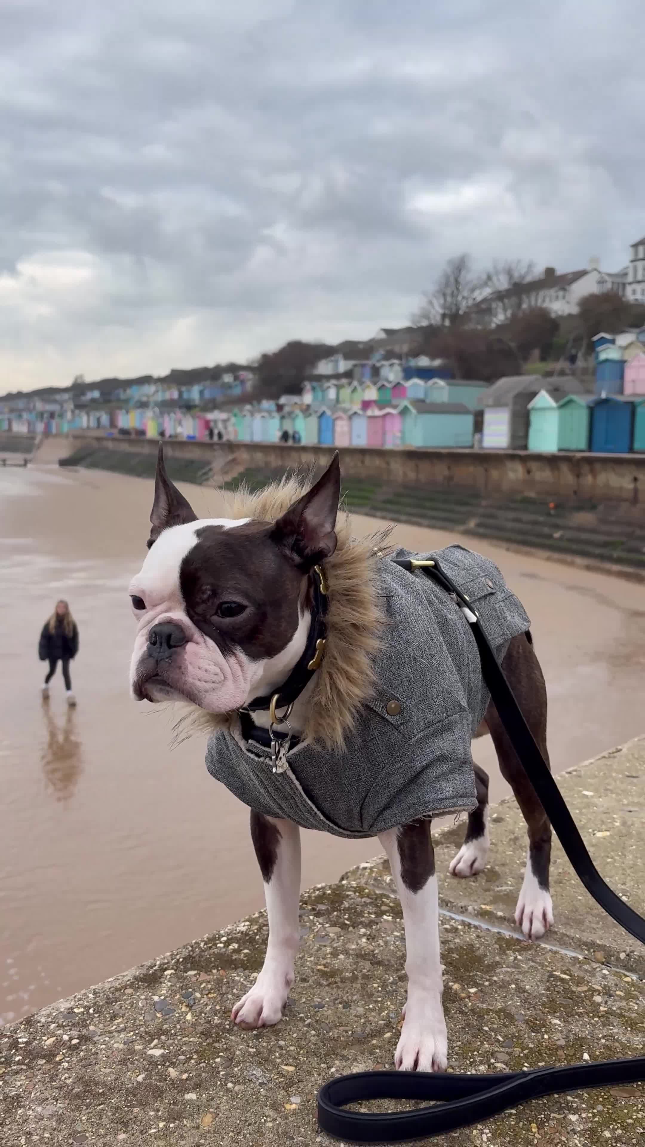 Boston Terrier dogs for stud: Boston terrier for stud  - Video 1