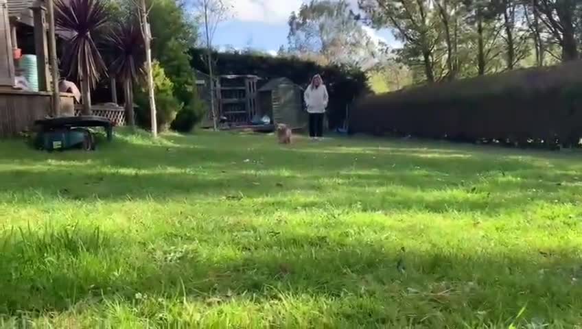 Goldendoodle dogs for sale: Goldendoodle/double doodle - Uno - ready now.  - Video 4