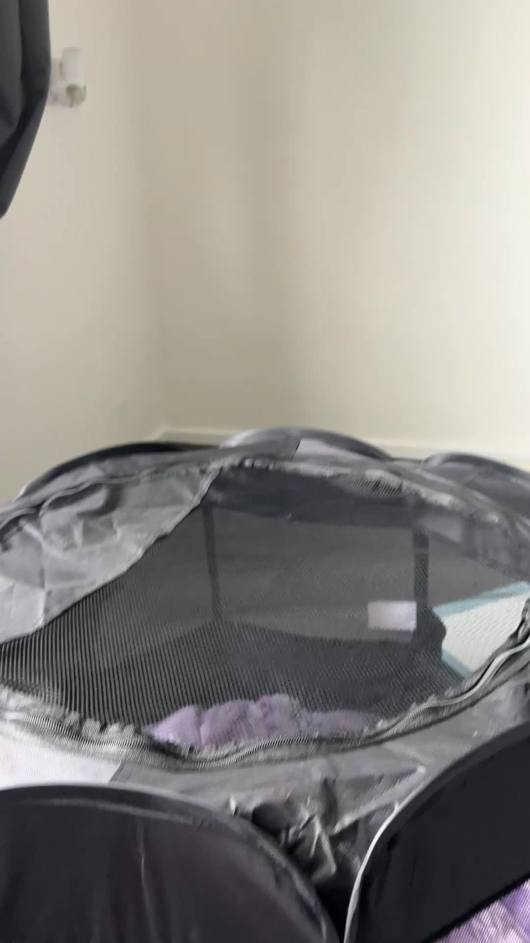 Mixed Breed cats for sale: 5 Kittens mixed breed in Dukinfield - Video 2