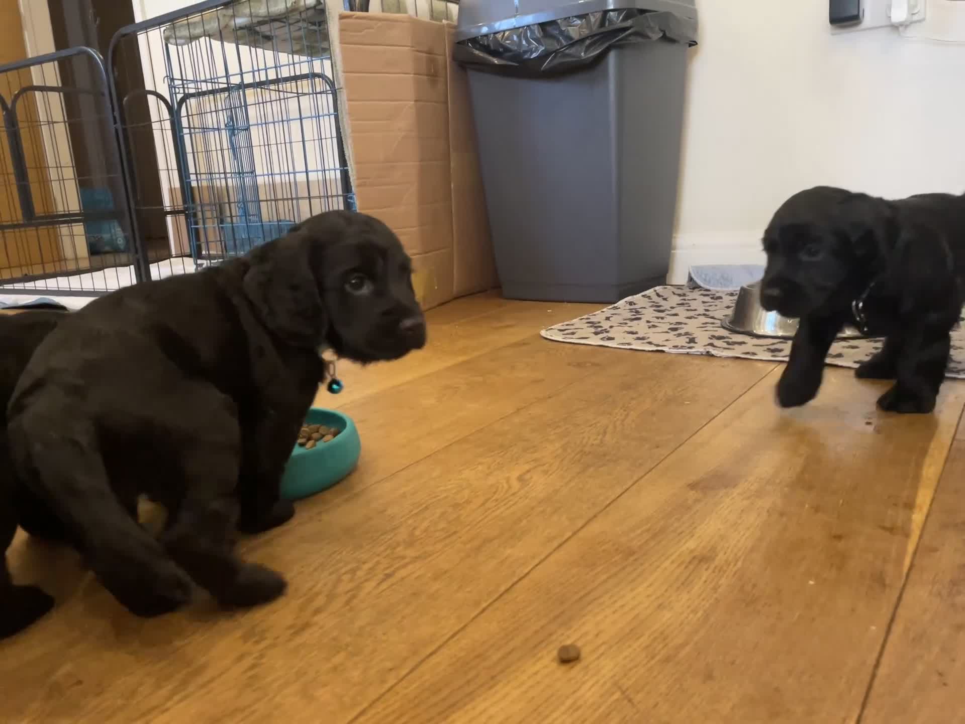 Cocker Spaniel dogs for sale: Cocker Spaniel males - Video 4