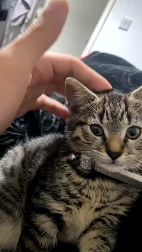 Bengal cats for sale: Playful kitten - Video 2