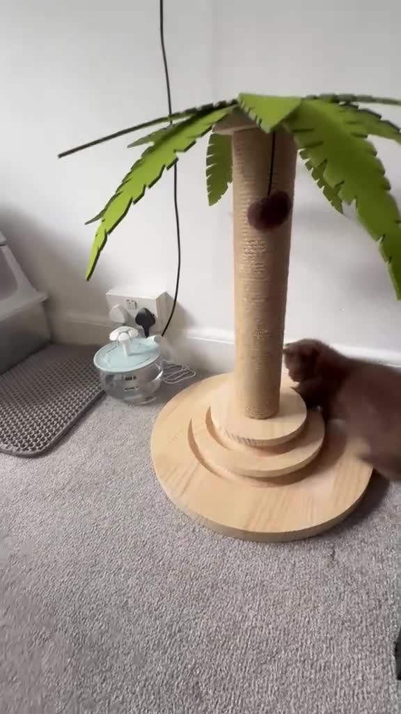 British Shorthair cats for sale: Kitten  - Video 1