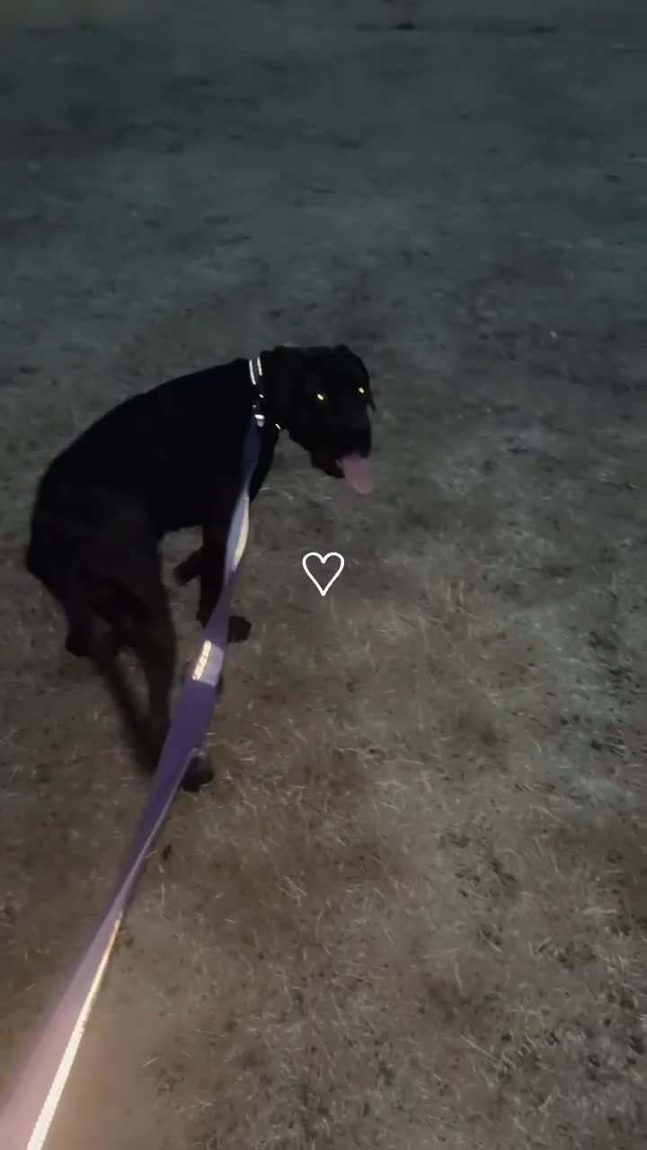 Cane Corso dogs for sale: Storm - Video 1