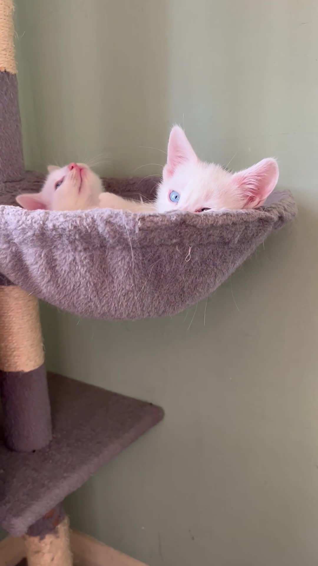 Turkish Angora cats for sale: Kittens x 6, Turkish Angora. White and Tabby in Wembley - Video 1
