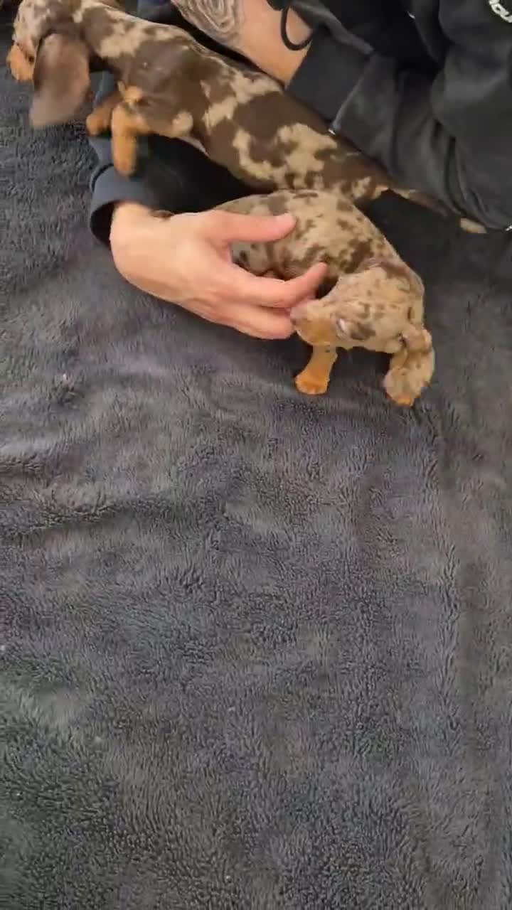 Miniature Dachshund dogs for sale: Miniature Dachshund READY NOW - Video 1
