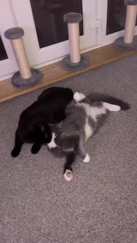 Ragdoll cats for sale: 1 ragdoll kitten & 1 black short hair  - Video 2