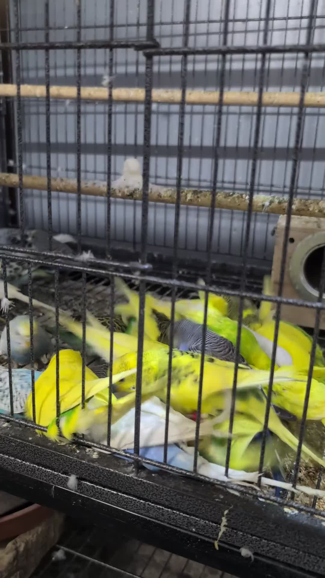 Budgerigars birds for sale: Lovely Group of Budgies  - Video 1