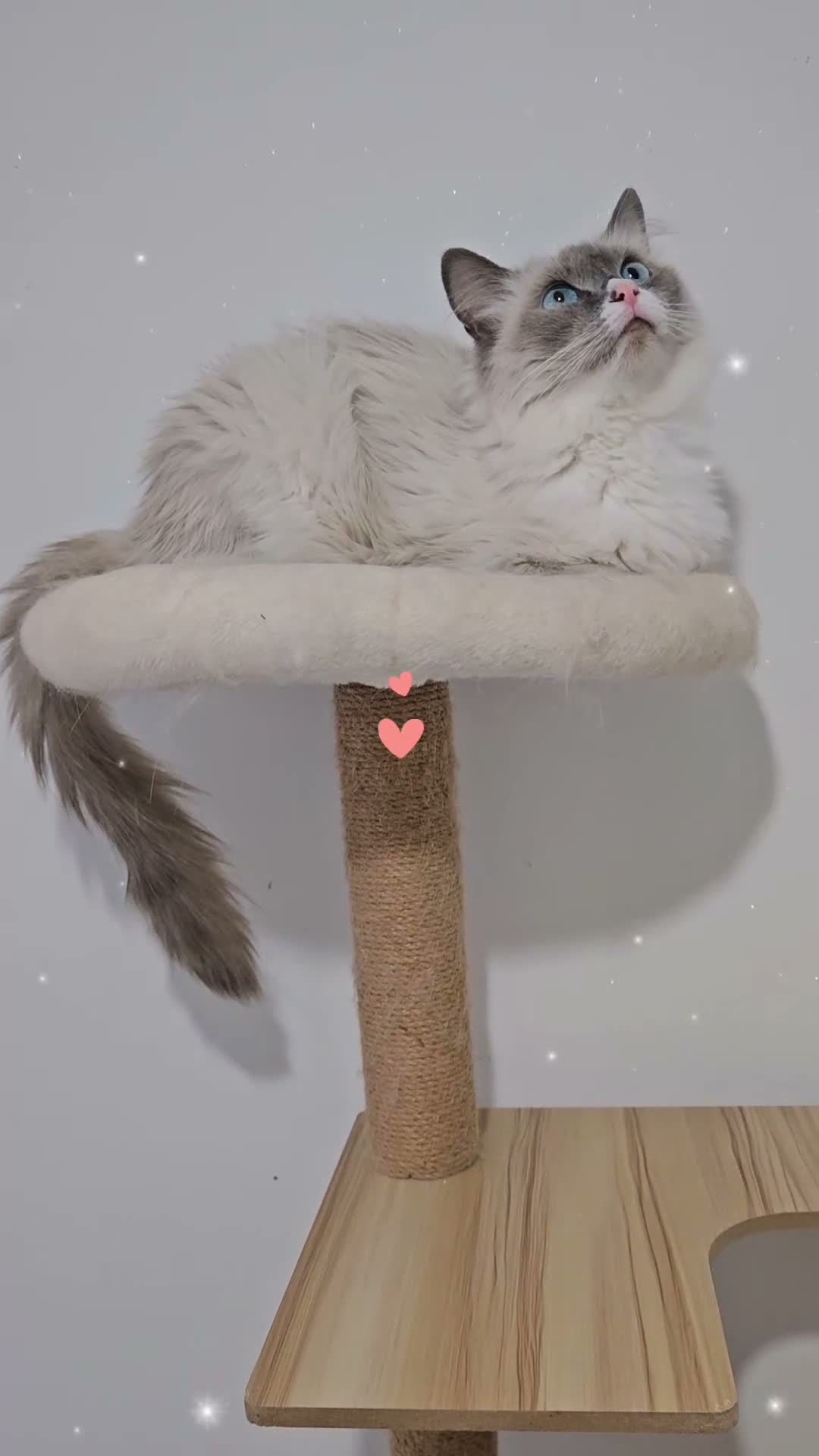 Ragdoll cats for sale: Blue Point Mitted Ragdoll Girl HCM and PKD test - Video 1