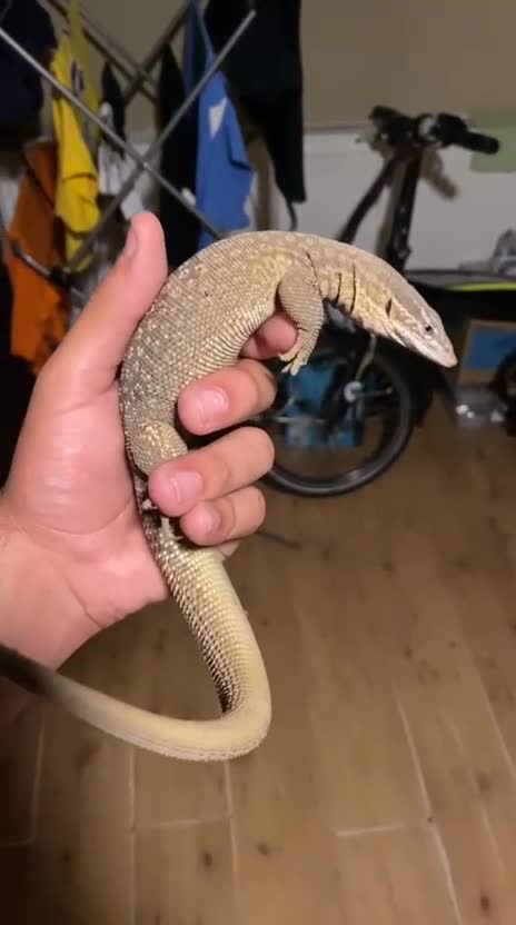 Monitor reptiles for sale: Yellow Arckie monitor  - Video 1