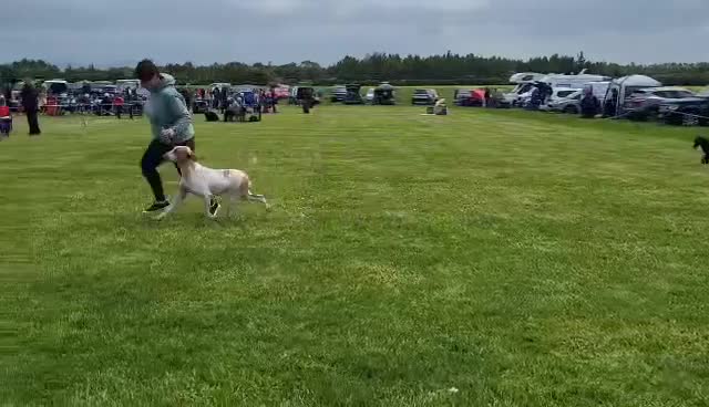 Bracco Italiano dogs for sale: Spring Litter Planned  - Video 1