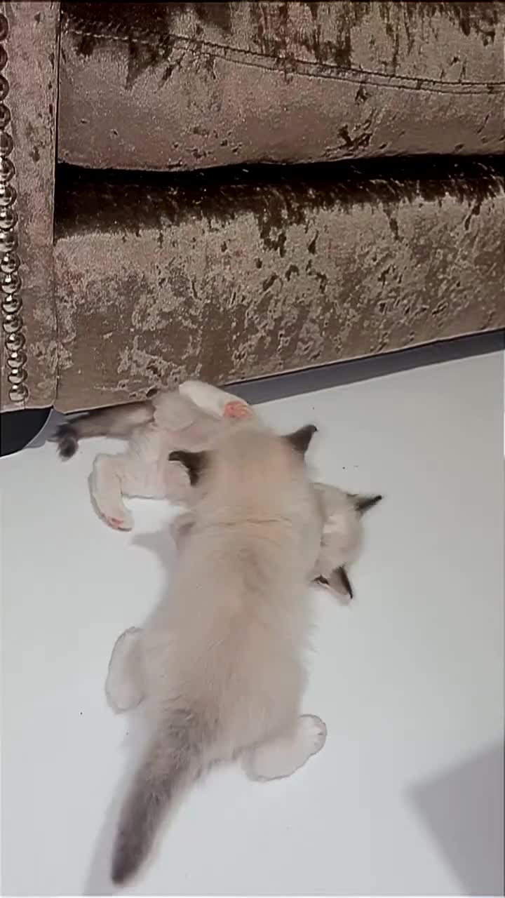 Ragdoll cats for sale: Beautiful Blue Mitted Ragdoll Kitten’s for Sale 🐾 - Video 1