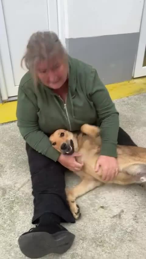 Mixed Breed dogs for adoption: JUPITER - Video 1