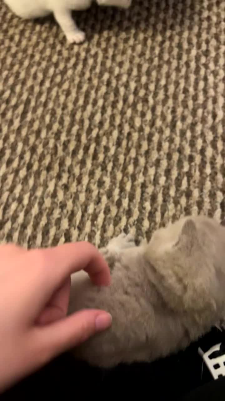 British Shorthair cats for sale: British Short Hair Kittens - Video 1