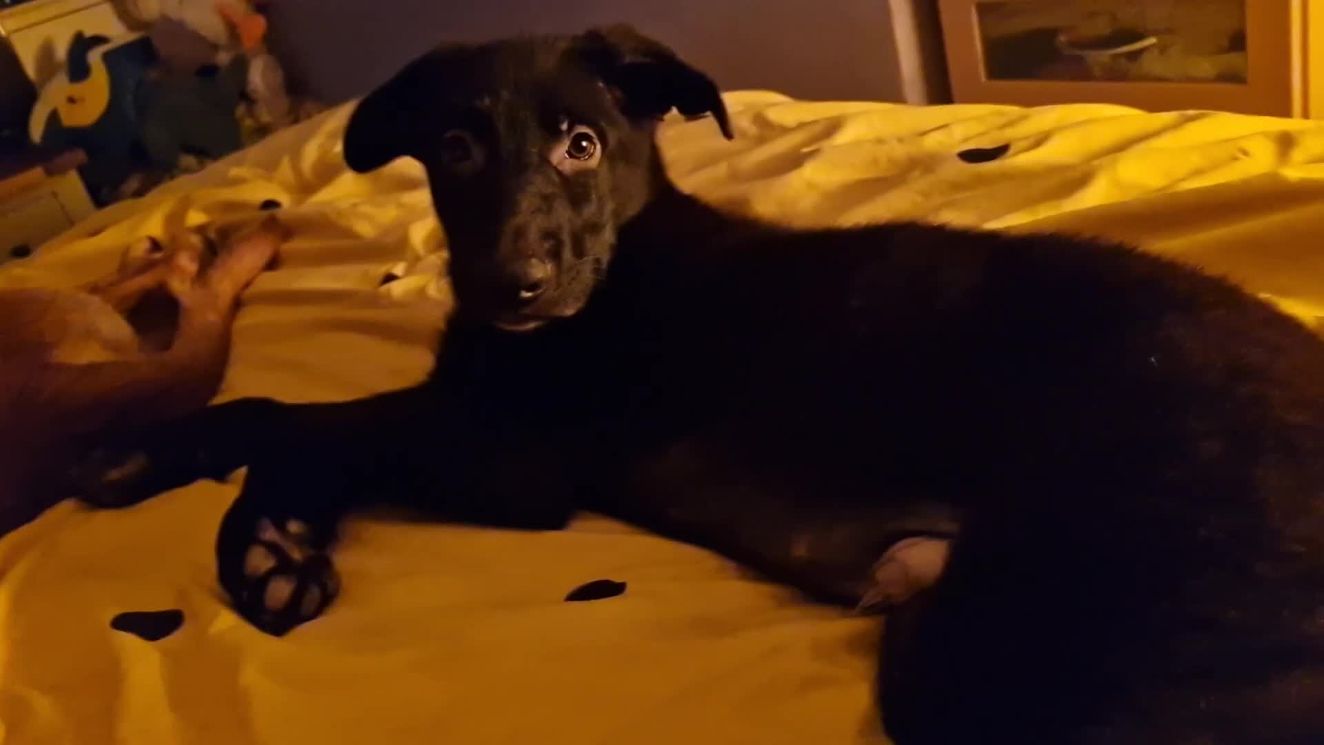 German Shepherd dogs for sale: 3 month German Shepherd puppy boy  in Bedford - Video 1