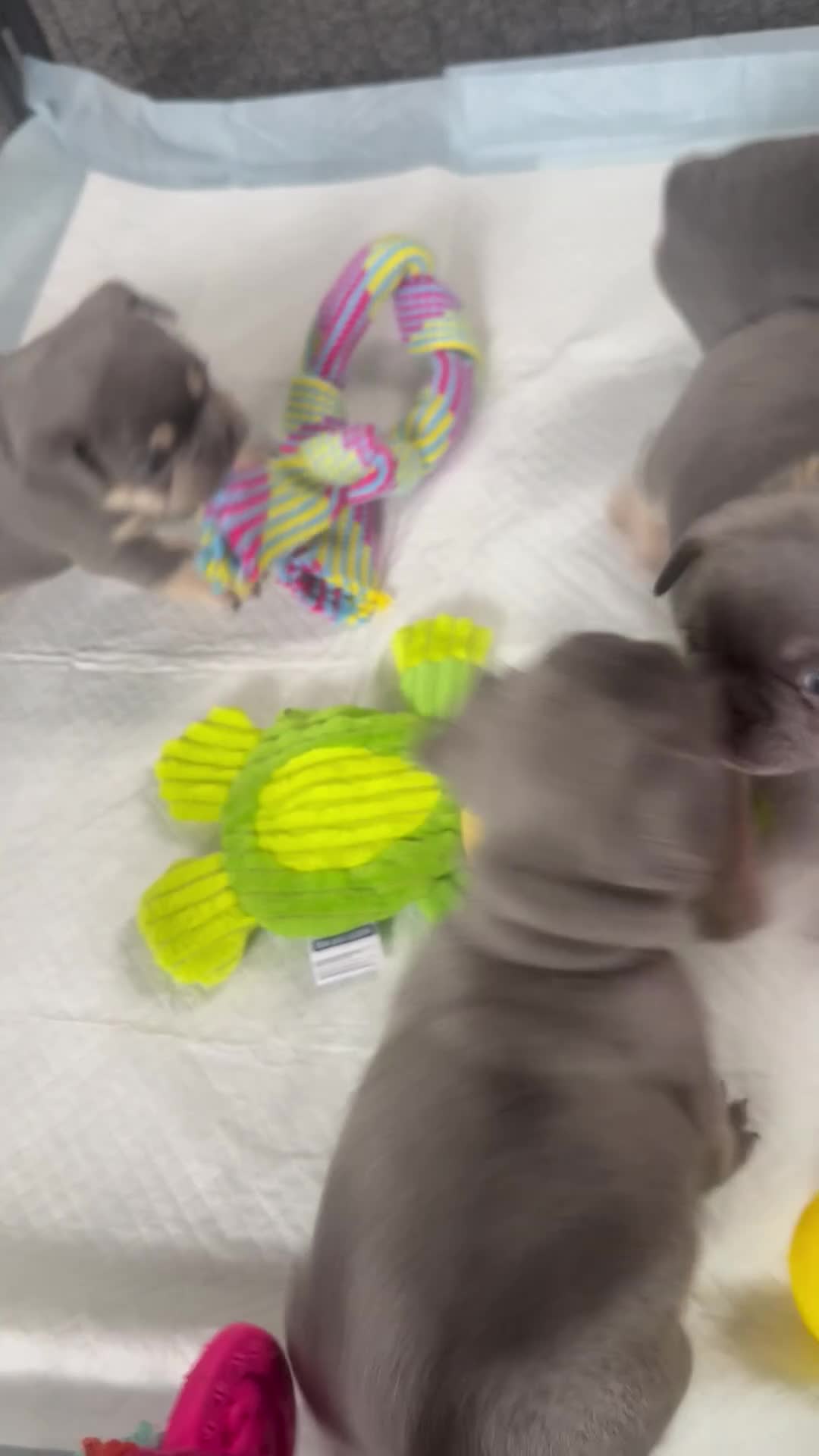 French Bulldog dogs for sale: 🐾Outstanding litter of 6 💙💖 - Video 1