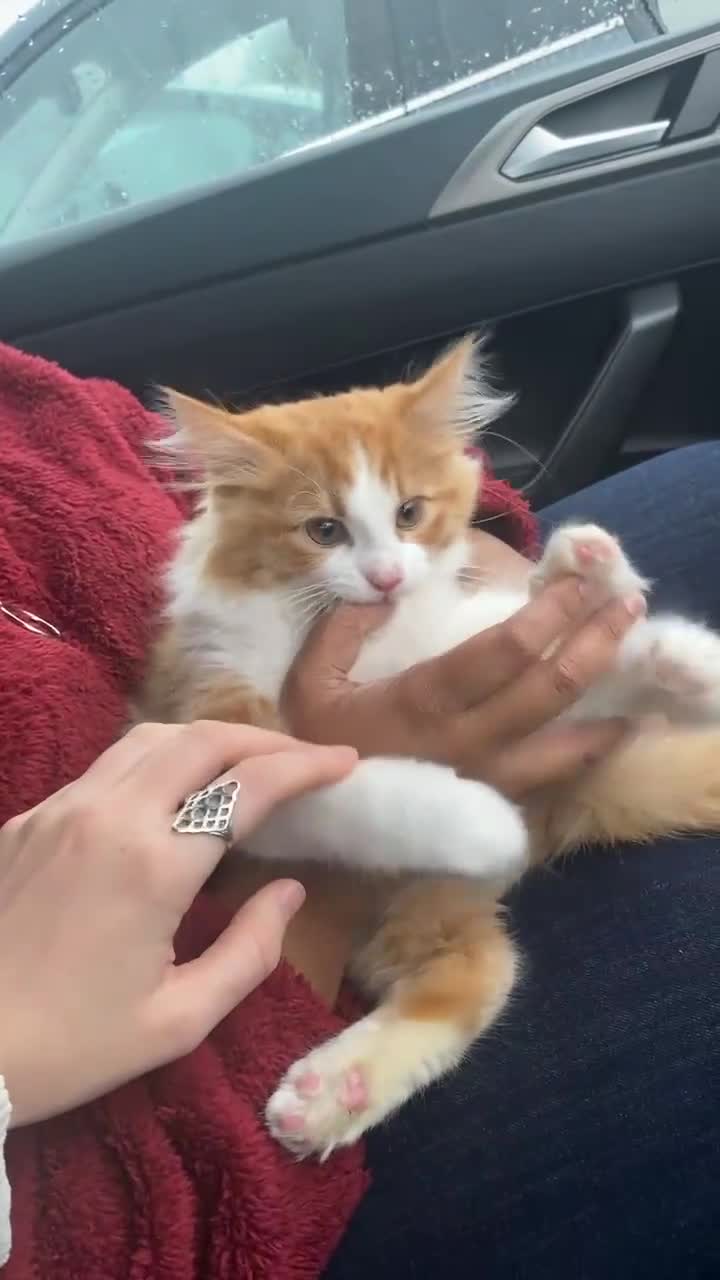 Mixed Breed cats for sale: FREE fluffy MALE cat - Video 1