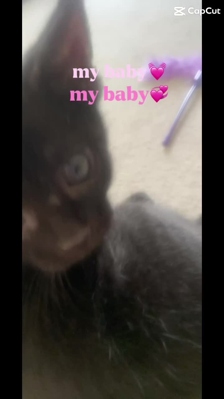 Bombay cats for sale: Kittens - Video 1