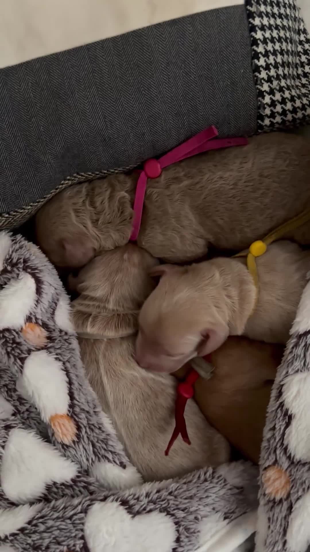 Cockapoo dogs for sale: Leics Charnwood F2 Cockapoos Genetically Tested  - Video 1