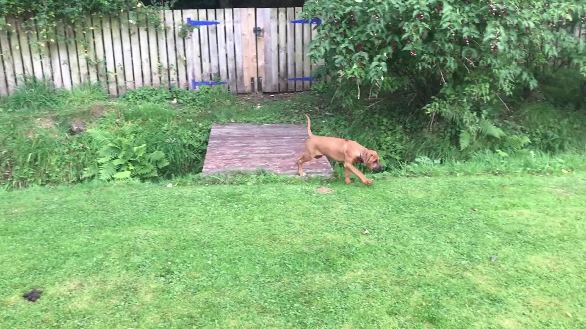 Rhodesian Ridgeback dogs for sale: Stunning Rhodesian RidgeBack Pups.. - Video 1