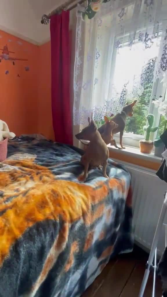 Miniature Pinscher dogs for sale: .🐾 Beautiful Miniature Pinscher Boy 🏡❤️ - Video 3
