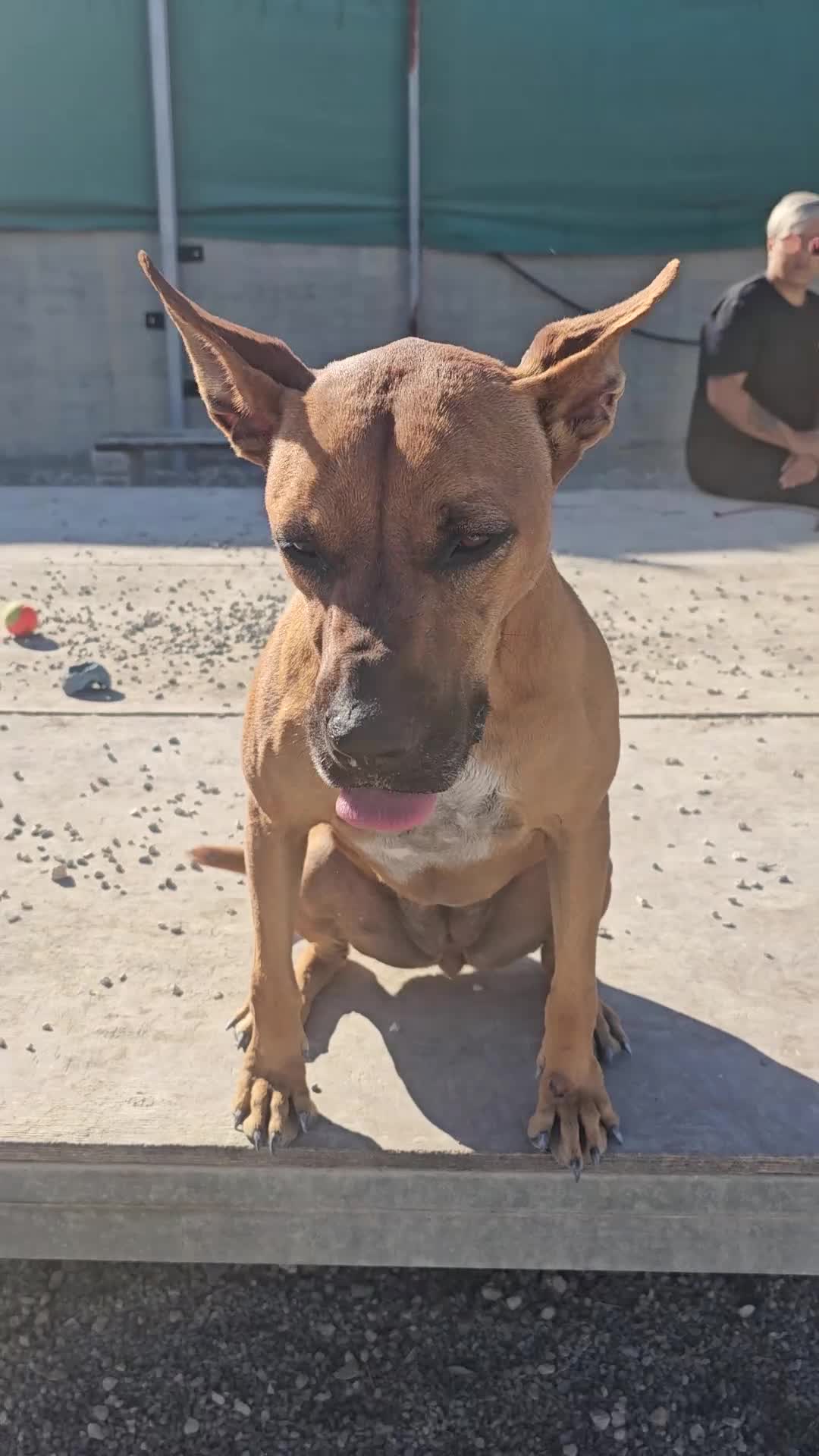 Staffordshire Bull Terrier dogs for adoption: Hazel - Spent a year chained to a tree! - Video 3