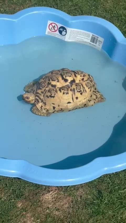 Tortoise reptiles for sale: Blonde leopard tortoise  - Video 1