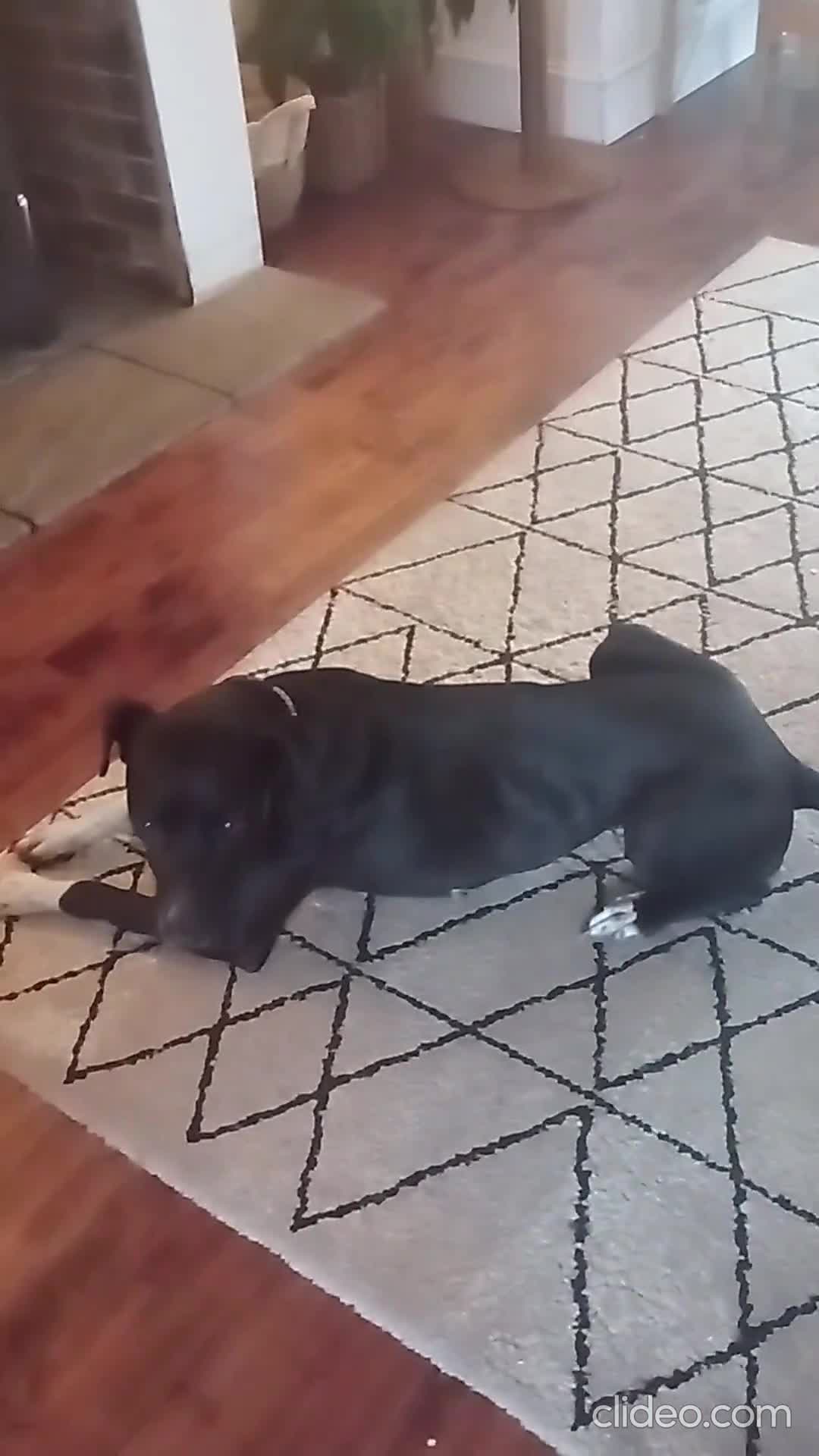 Mixed Breed dogs for sale: Adventurous Loving Female Bull Lurcher - Video 1