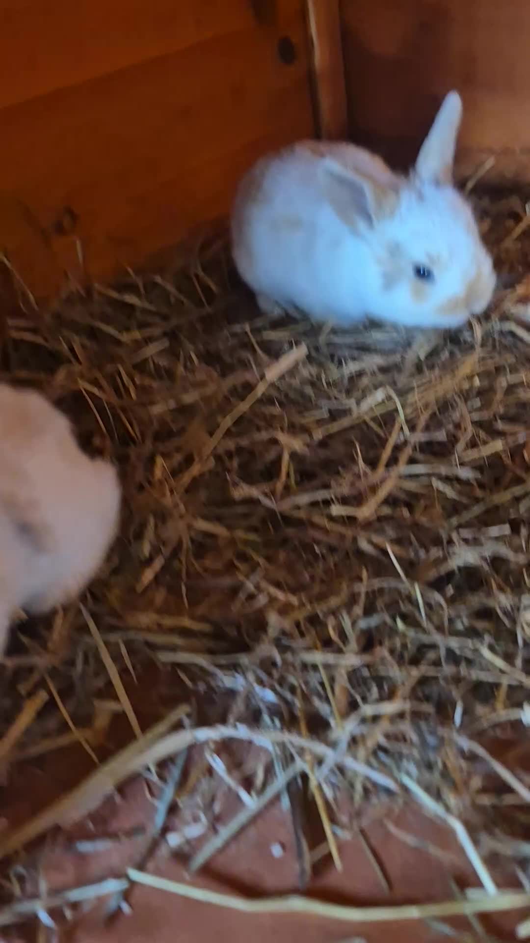 Mini Lop rabbits for sale: Gorgeous mini lop x Rhinelander kits ready April - Video 1