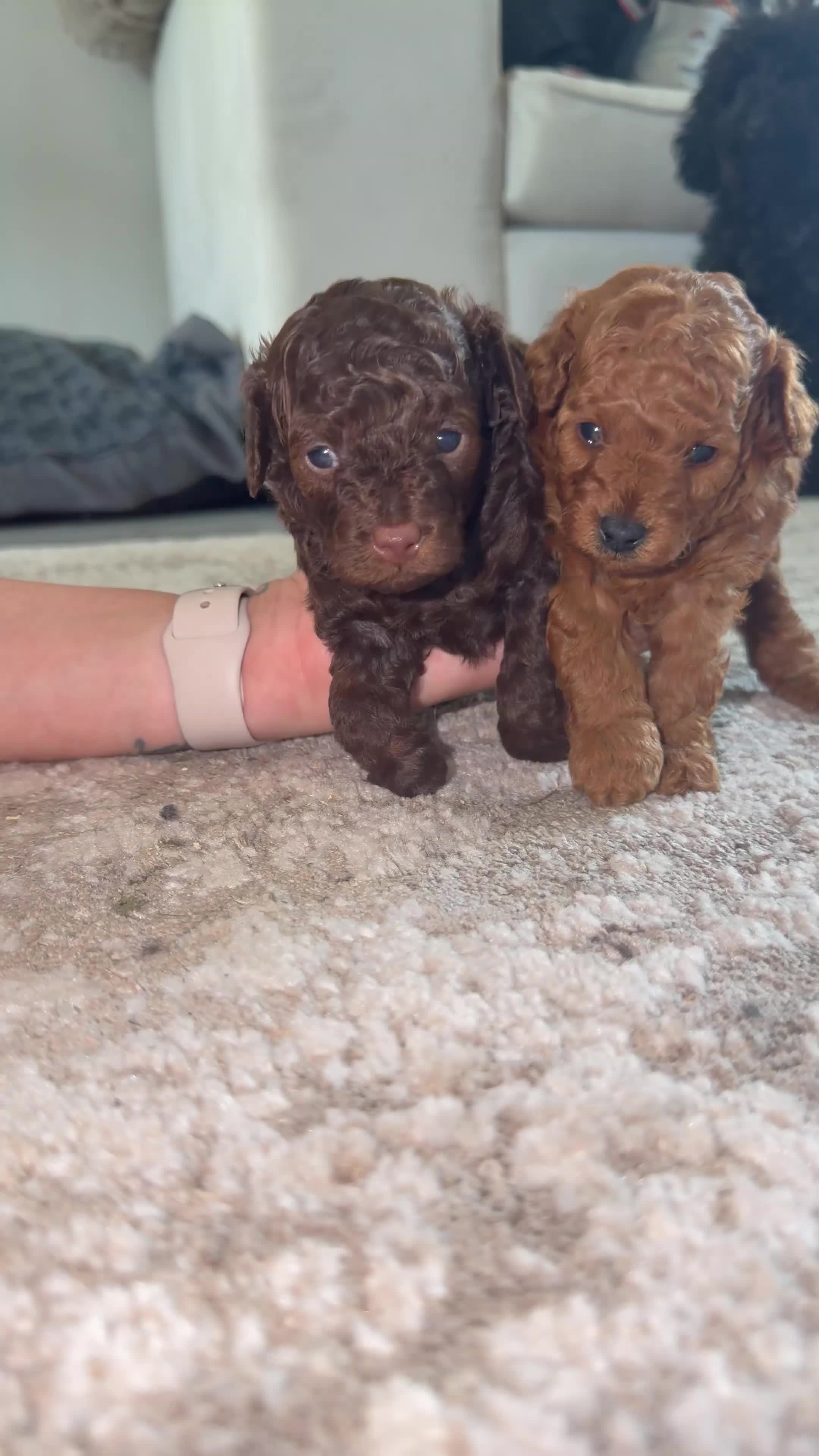 Toy Poodle dogs for sale: ASIAN toy poodle puppies  - Video 1