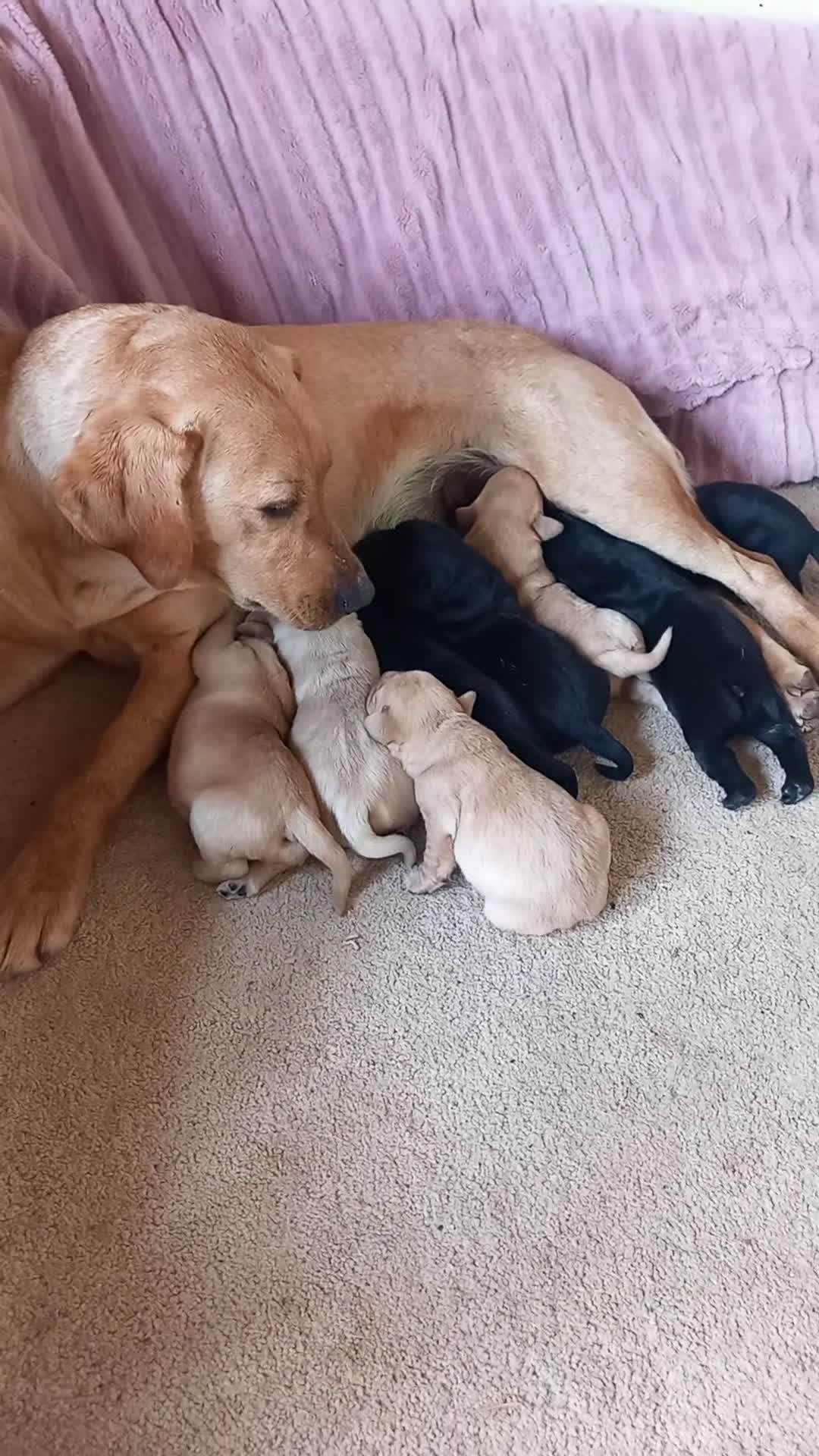 Labrador Retriever dogs for sale: Stunning KC Registered puppies in Exeter - Video 4