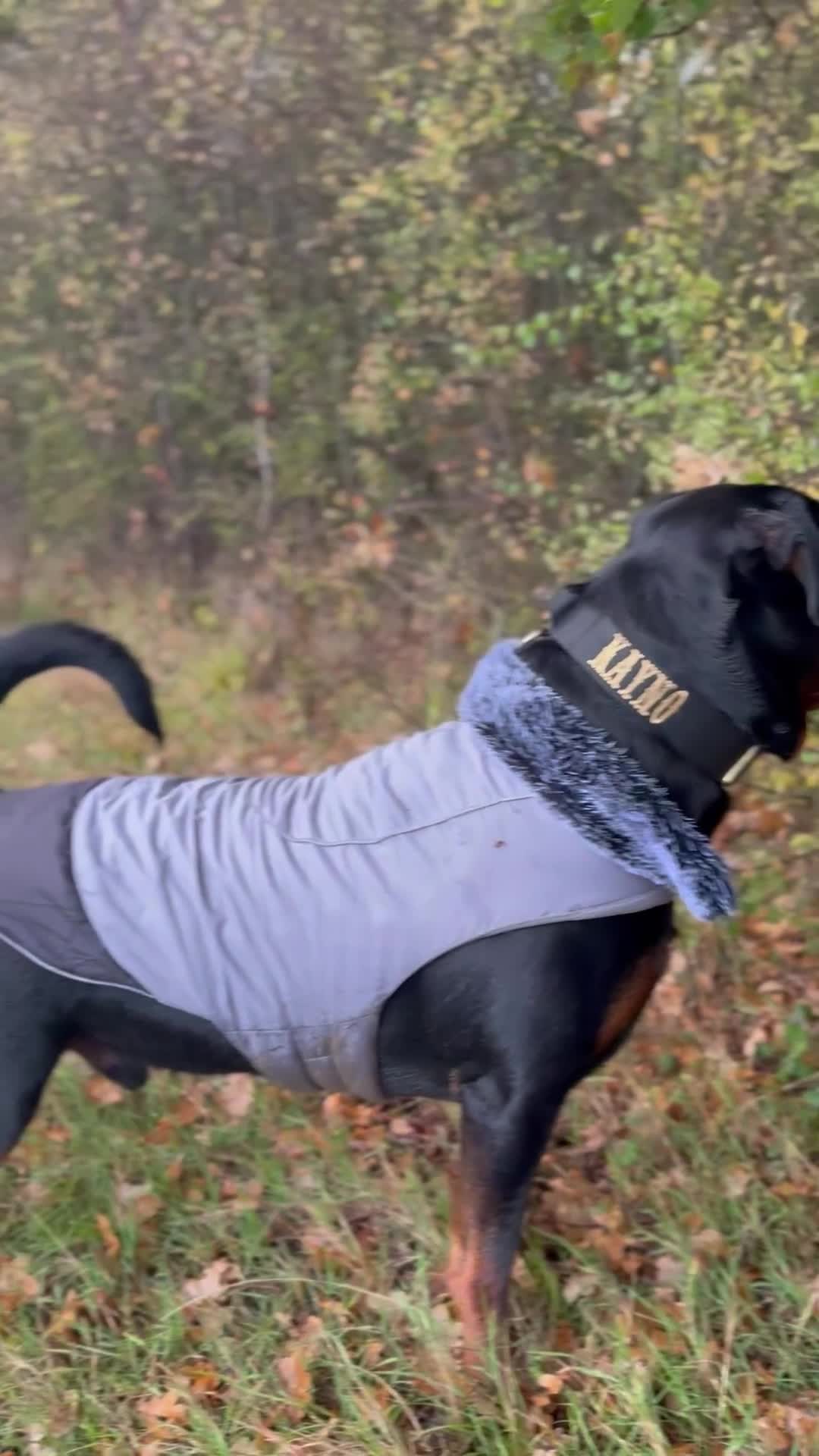 Rottweiler dogs for stud: 100% German Rottweiler - Video 1