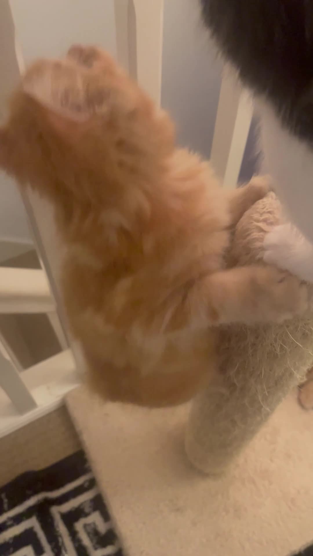 Mixed Breed cats for sale: Looking for forever home - Video 4