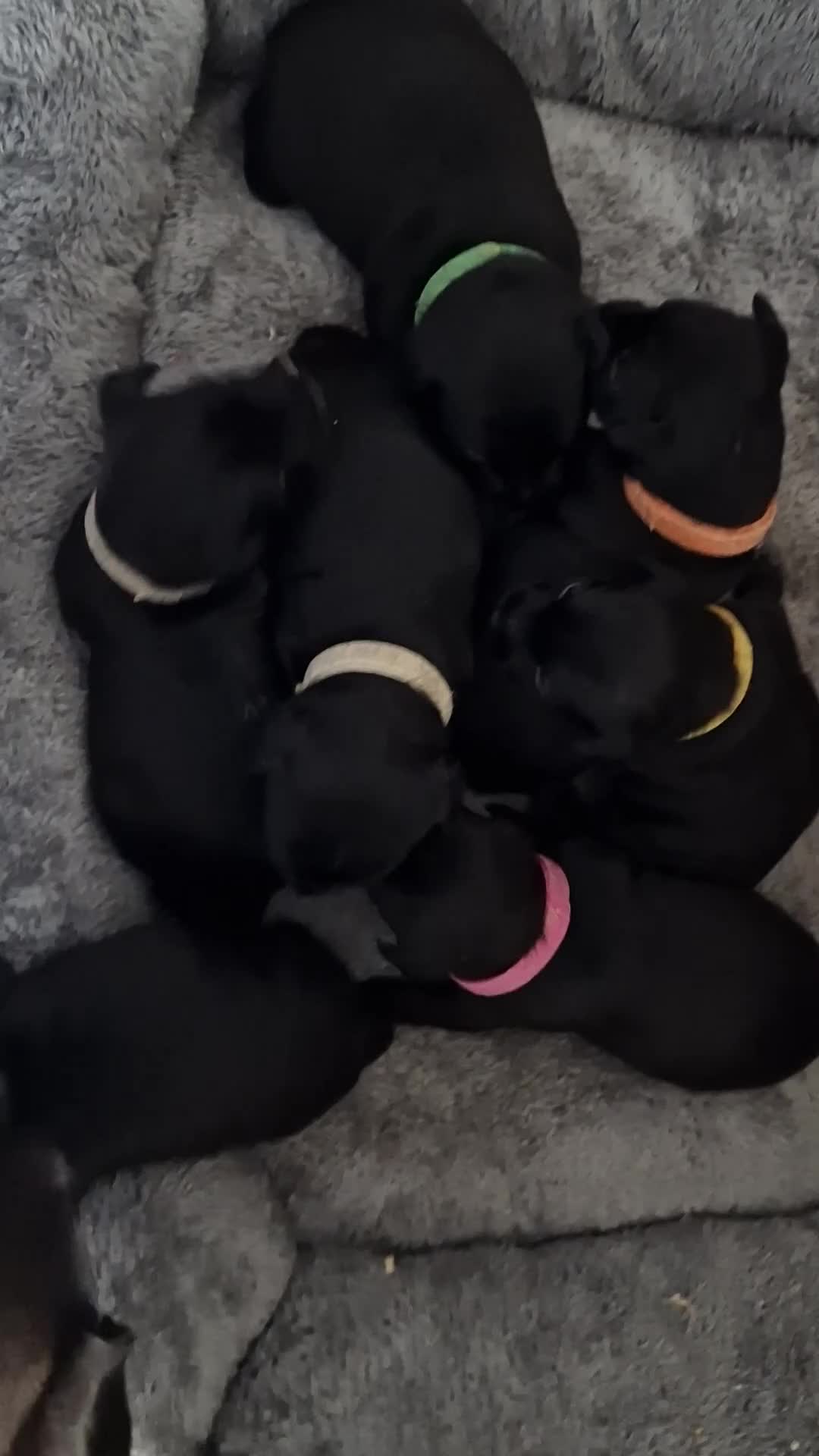Patterdale Terrier dogs for sale: 1 left - Working Patty Pup - Video 1
