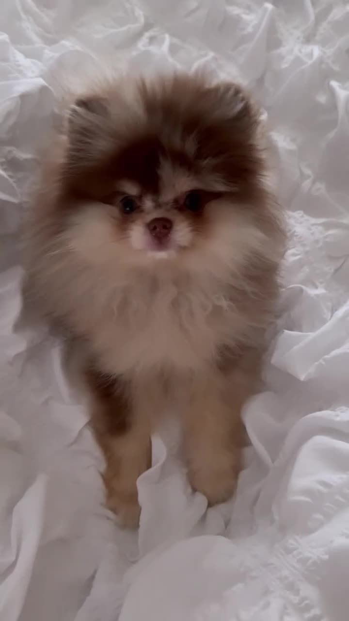 Pomeranian dogs for stud: STUD🧬🦴 - Video 1