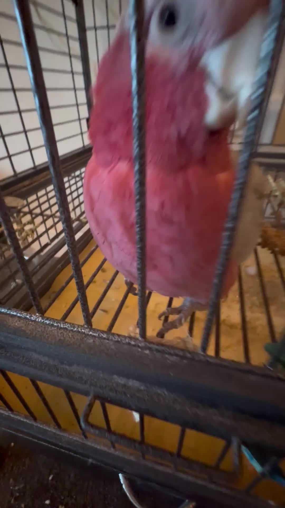 Cockatoo birds for sale: Pink galah cockatoo  in Matlock - Video 1
