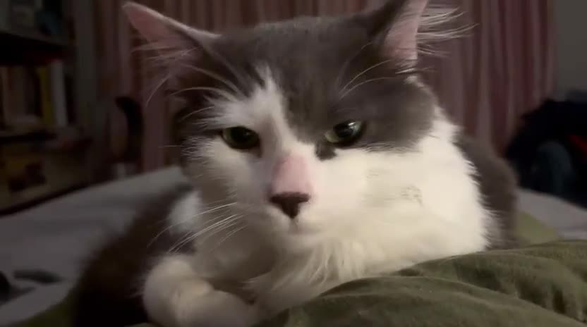 Mixed Breed cats for adoption: Floyd - Video 1