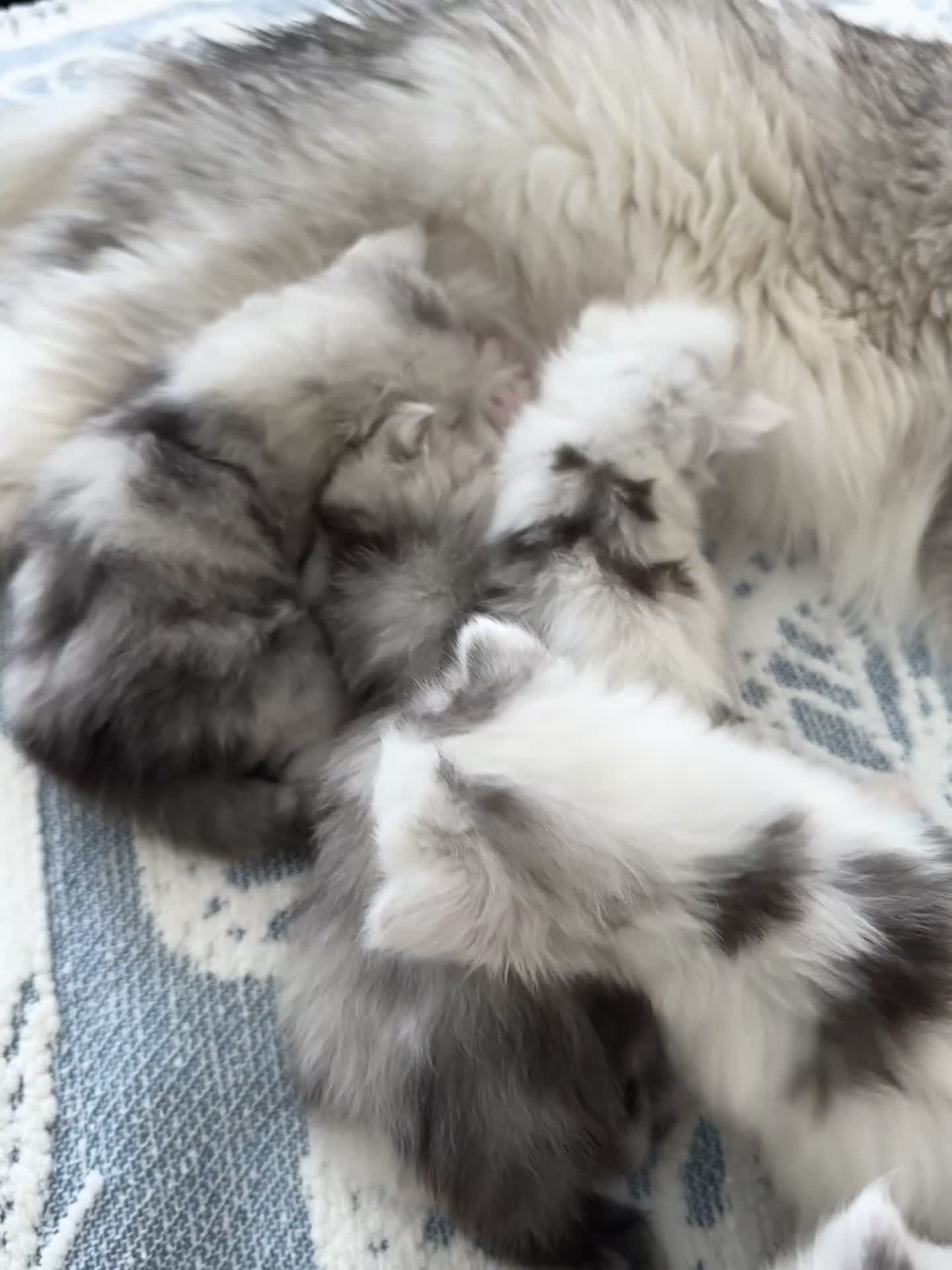 Maine Coon cats for sale: 🐾 Beautiful Maine Coon kittens  - Video 3