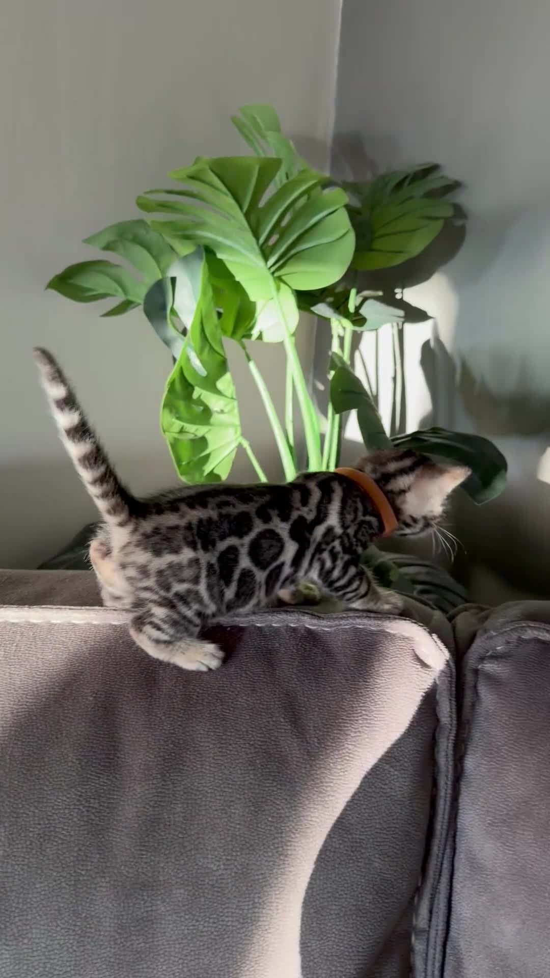 Bengal cats for sale: Beautiful Pedigree Bengal kittens for sale  - Video 3