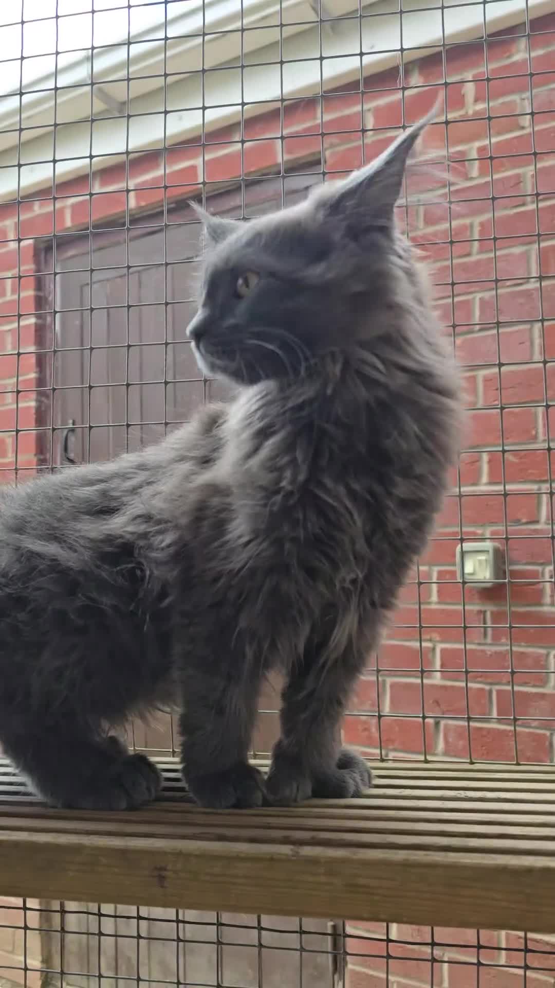 Maine Coon cats for sale: VARIOUS FULL PEDIGREE MAINE COON KITTENS FOR SALE in Rotherham - Video 4