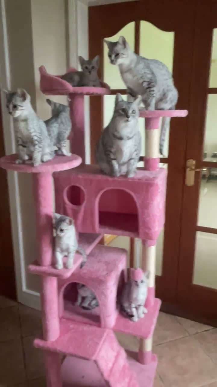 Egyptian Mau cats for sale: GCCF registered pedigree Egyptian Mau kittens - Video 2