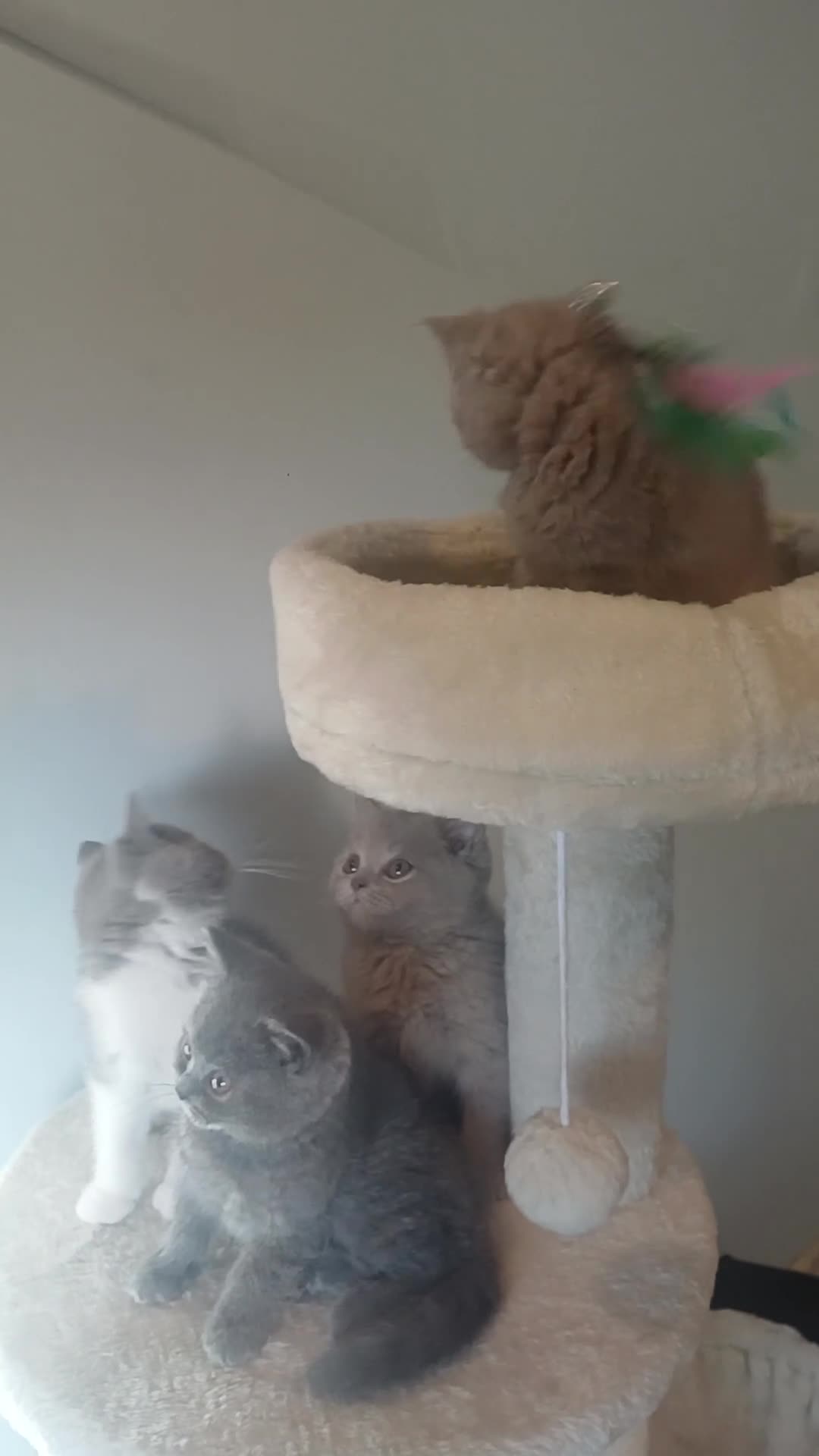British Shorthair cats for sale: Ready to leave🐈‍⬛ - Video 3