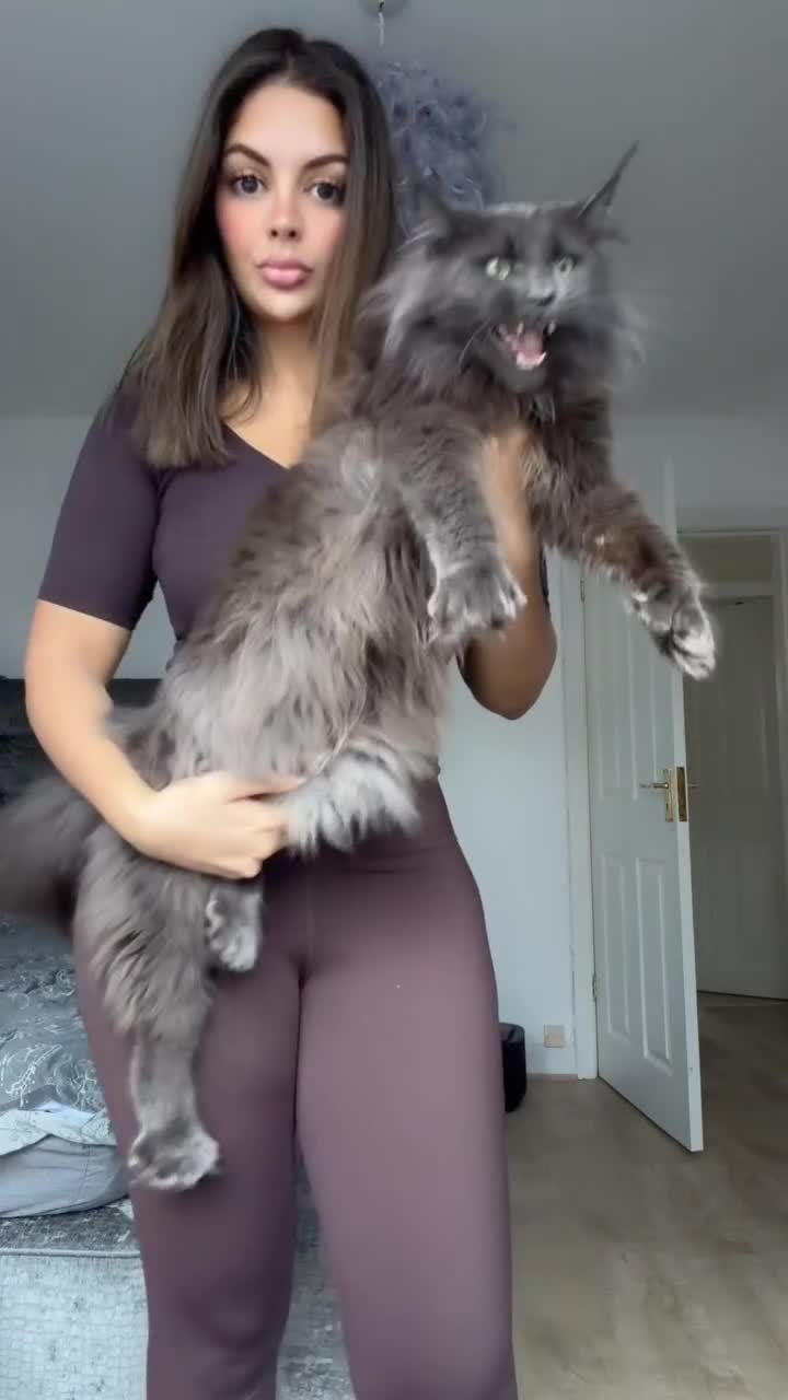 Maine Coon cats for sale: POLYDACTYL+BLUE EYED XL MAINE COONS in Birmingham - Video 1