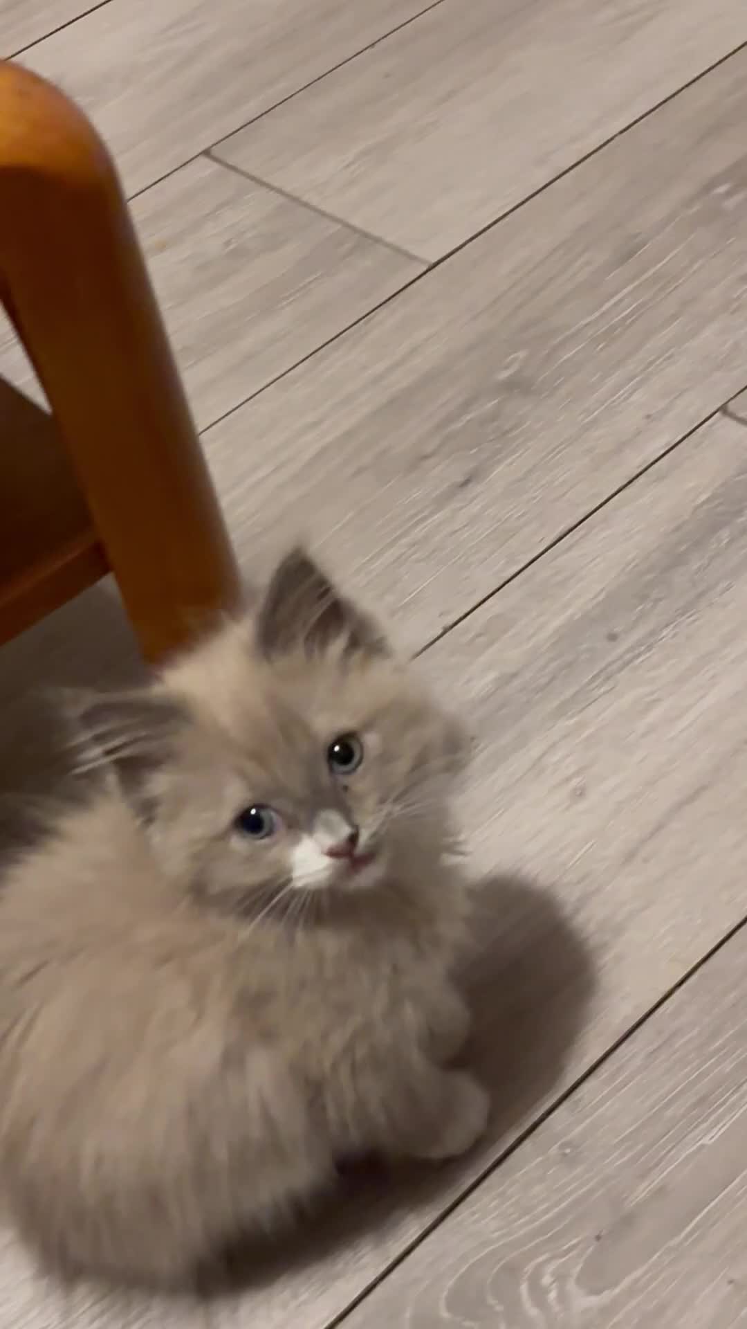 Ragdoll cats for sale: Mink Ragdoll kittens  - Video 1