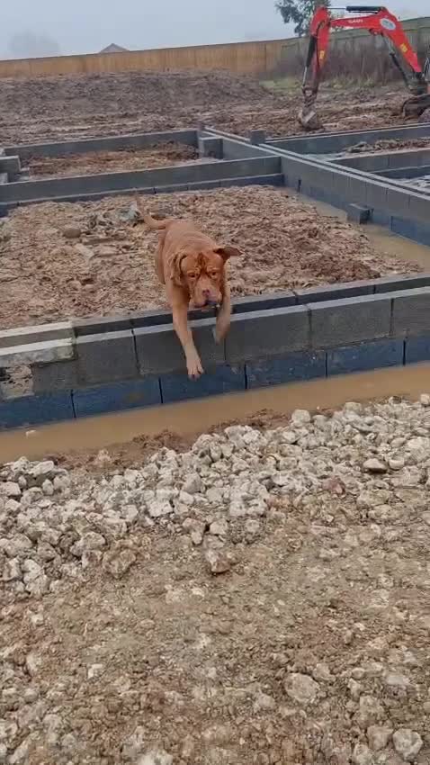 Dogue De Bordeaux dogs for sale: Dogue de debordeux  in Louth - Video 2