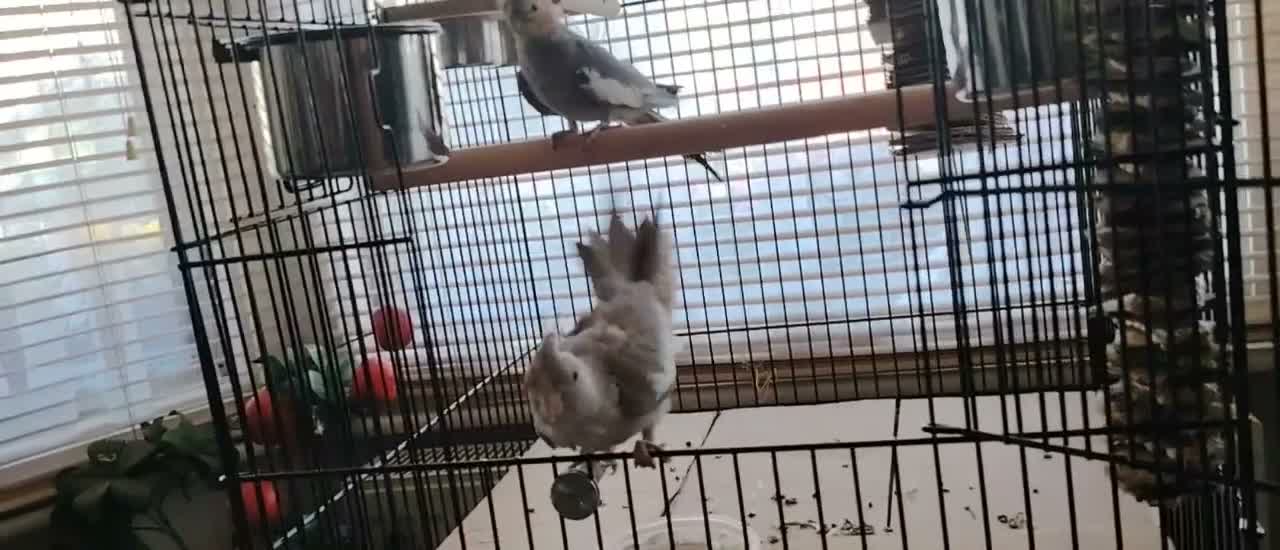 Cockatiels birds for sale: Cockatiels with large indoor/outdoor Cage for Sale in London - Video 1