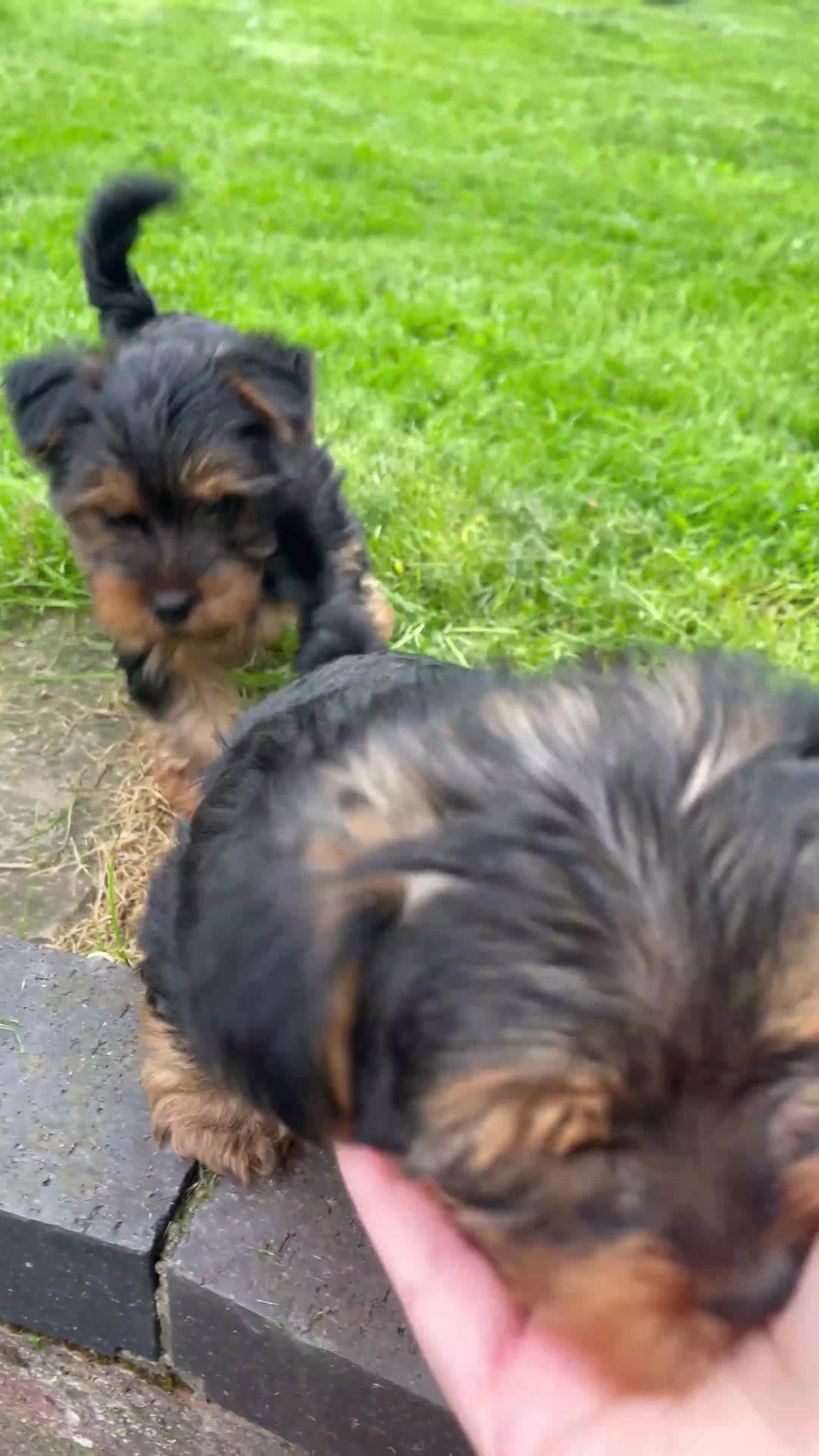 Yorkshire Terrier dogs for sale: Gorgeous Yorkshire Terriers for sale. - Video 1