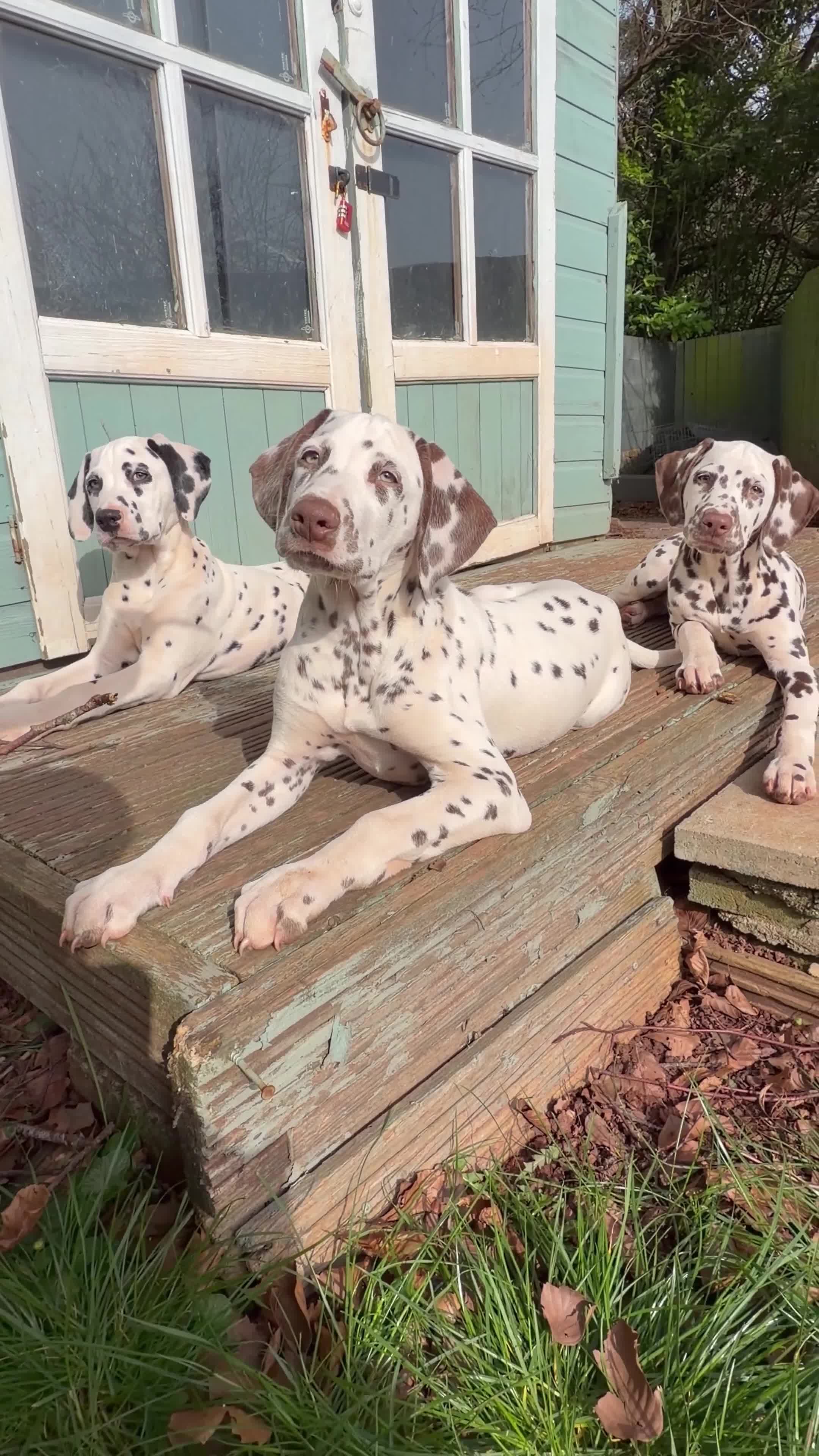 Dalmatian dogs for sale: KC Reg Dalmatian Male Puppy Ready Now - Video 4