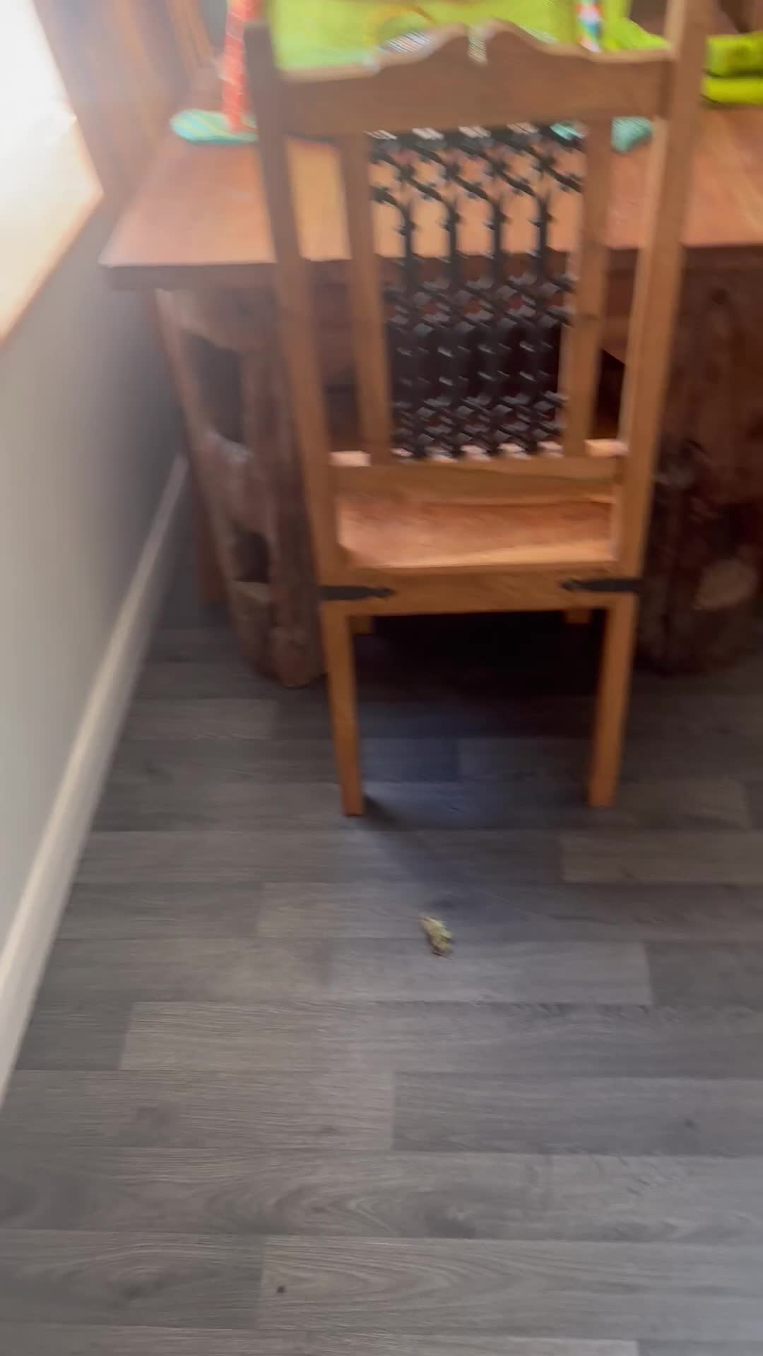 Cavapoo dogs for sale: Cottage Cavapoo puppies 5* Council reg’d  - Video 3