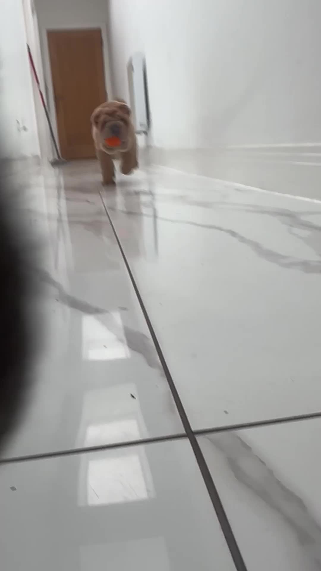 Shar Pei dogs for sale: Bear coat shar pei - Video 2